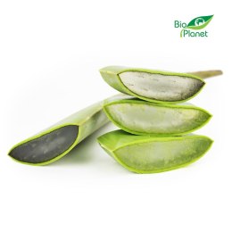 OPAKOWANIE ZBIORCZE (kg) - ALOES ŚWIEŻY BIO (około 4 kg)