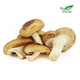 OPAKOWANIE ZBIORCZE (kg) - GRZYBY SHIITAKE ŚWIEŻE BIO (POLSKA) (około 1 kg)