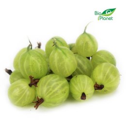 OPAKOWANIE ZBIORCZE (kg) - AGREST ŚWIEŻY BIO (POLSKA) (około 2,5 kg)