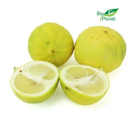 OPAKOWANIE ZBIORCZE (kg) - BERGAMOTKA ŚWIEŻA BIO (około 8 kg)